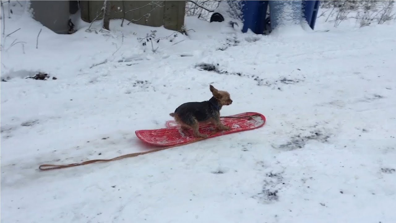 Incredible Snowboarding Dog Hits The Slopes