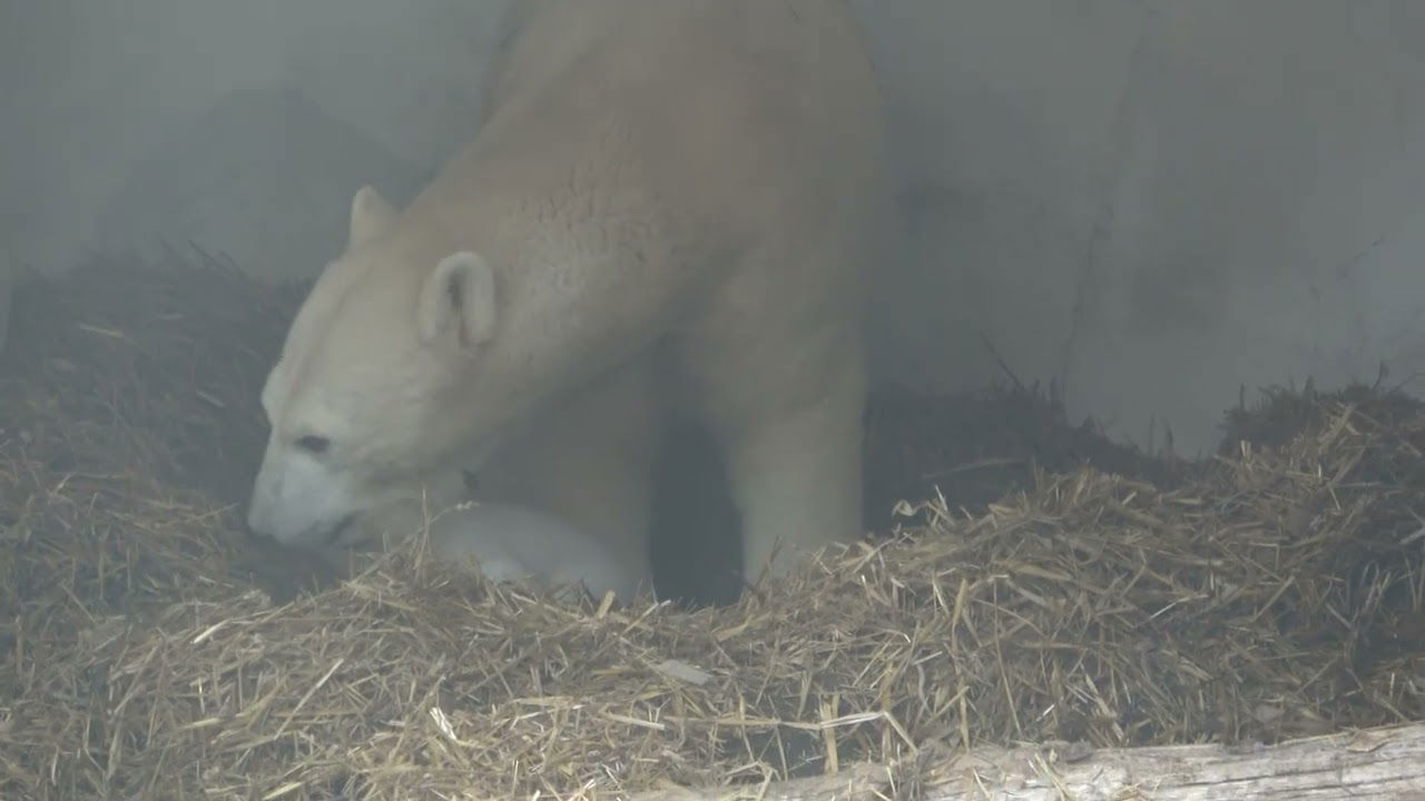 Video des neugeborenen Eisbärs im Karlsruher Zoo