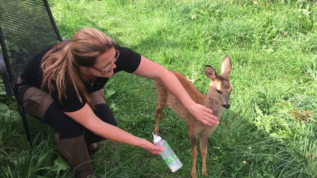 Rehkitz "Annabelle" - Christian und Yvonne aus Todtnau ziehen Rehkitz auf