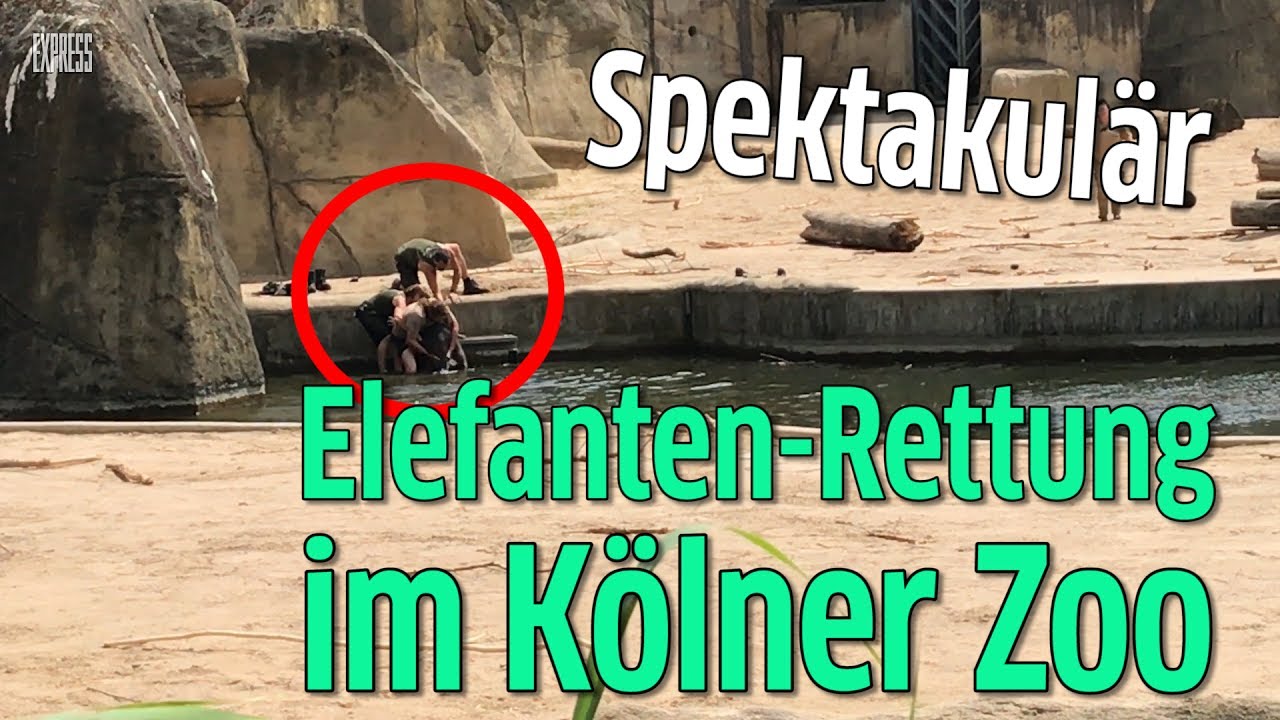 Elefanten-Rettungsaktion im Kölner Zoo