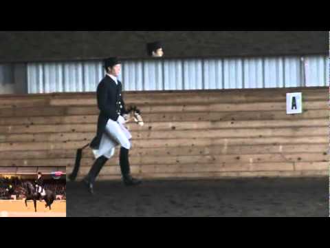 Totilas Freestyle Tribute - the whole stick horse performance