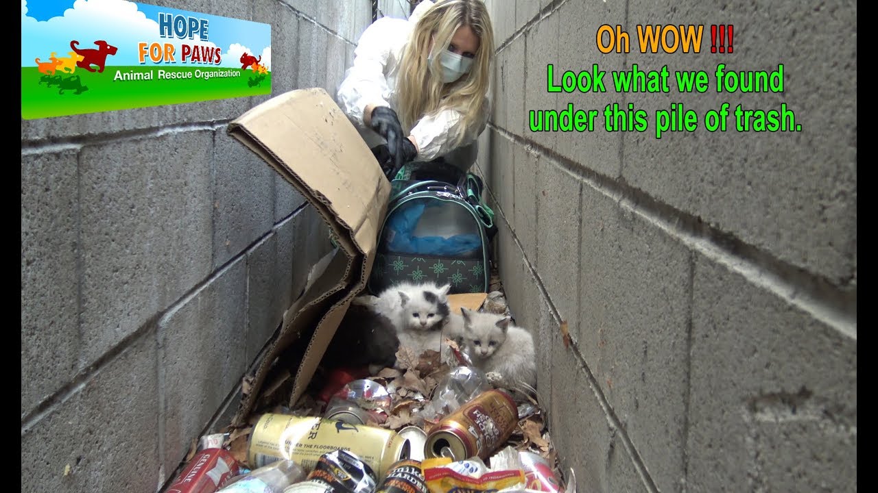Oh WOW!!!  Look what we found under this pile of trash!!!  Please share.