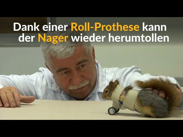 Verletzter Nager: Prothese für kleines Eichhörnchen