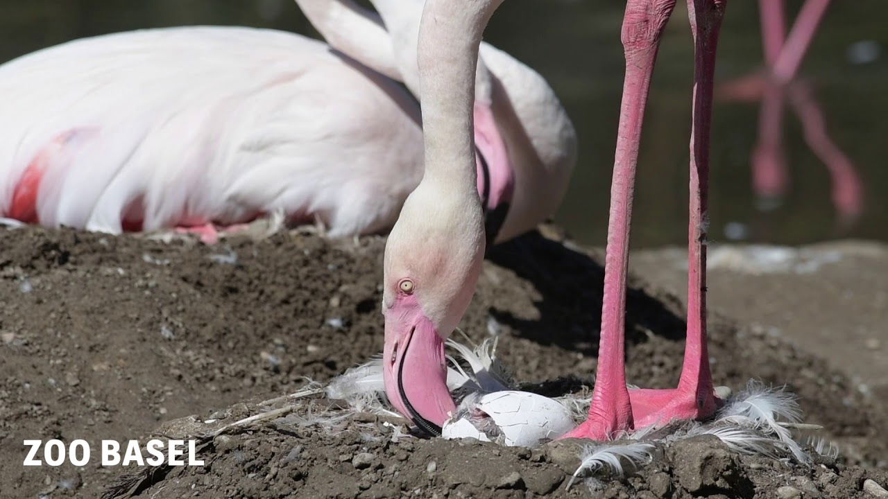 Flamingos im Kindergarten