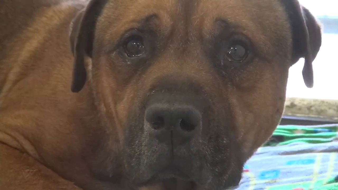 Dog can’t stop crying!