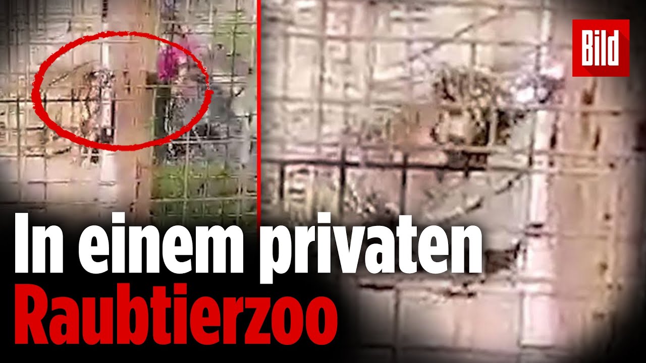 Sie steckte ihren Arm durch den Zaun: Tiger im Zoo beißt Frau in den Unterarm