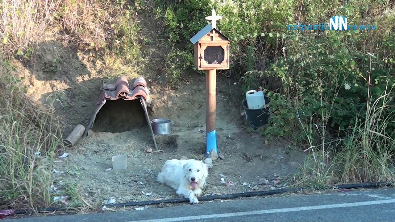 ‘Greek Hachiko’-Ναυπακτία: Ο σκύλος βρήκε στέγη δίπλα στο εικόνισμα  για το  αφεντικό του.Βίντεο