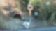 ‘Greek Hachiko’-Ναυπακτία: Ο σκύλος βρήκε στέγη δίπλα στο εικόνισμα  για το  αφεντικό του.Βίντεο