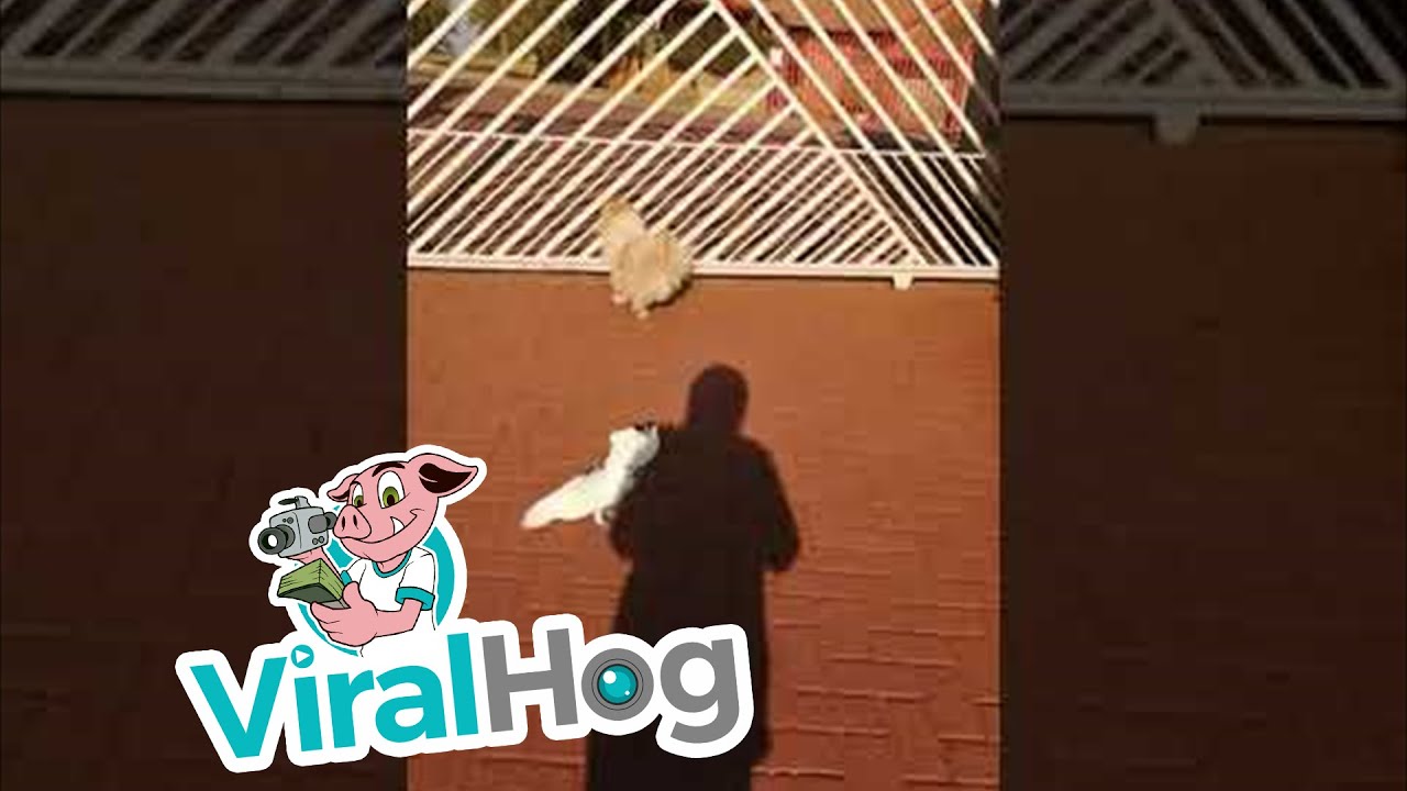 Barking Bird Guards the House like a Dog || ViralHog