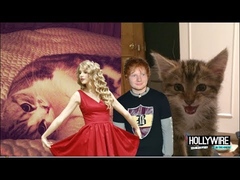 Ed Sheeran und Taylor Swift liefern sich Katzen-Wettstreit
