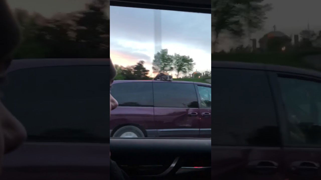 Cat holds on to roof at 60mph