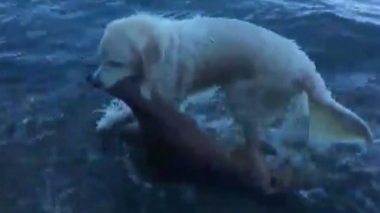Golden Retriever Saves Baby Deer From Drowning In Amazing Rescue
