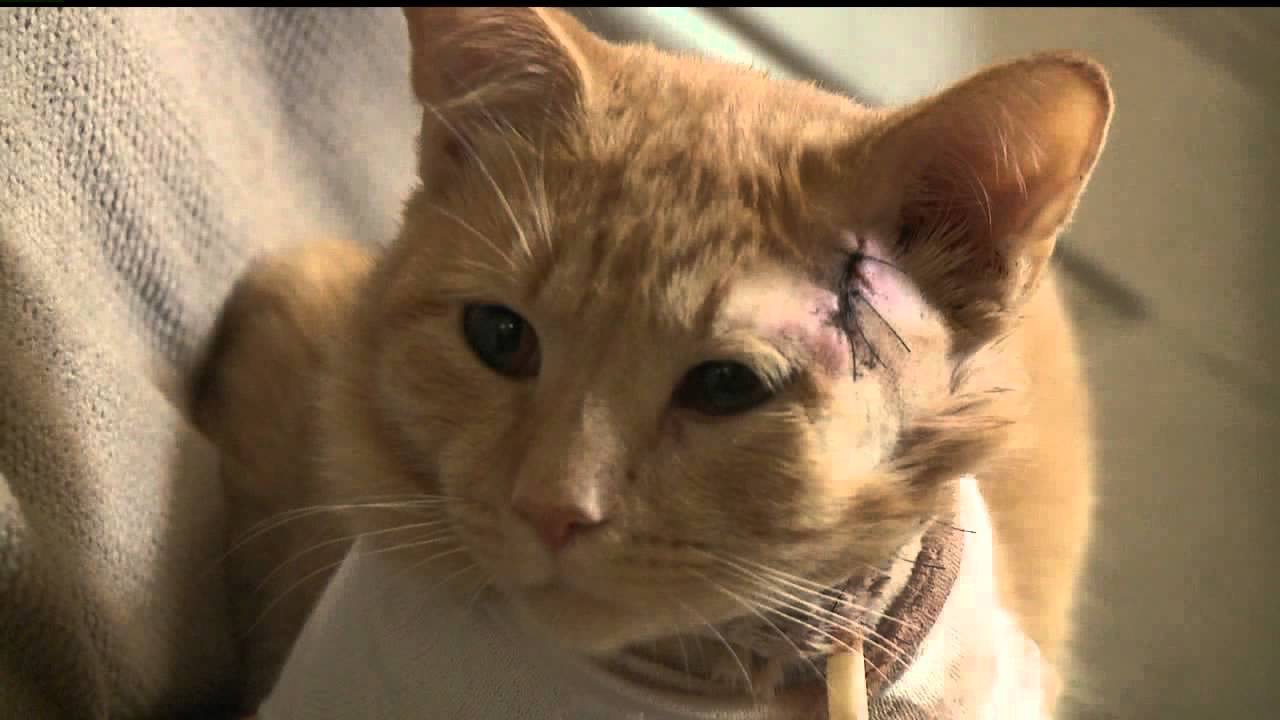 He's my son's little hero, Cat takes a bullet and saves 3 year old in York