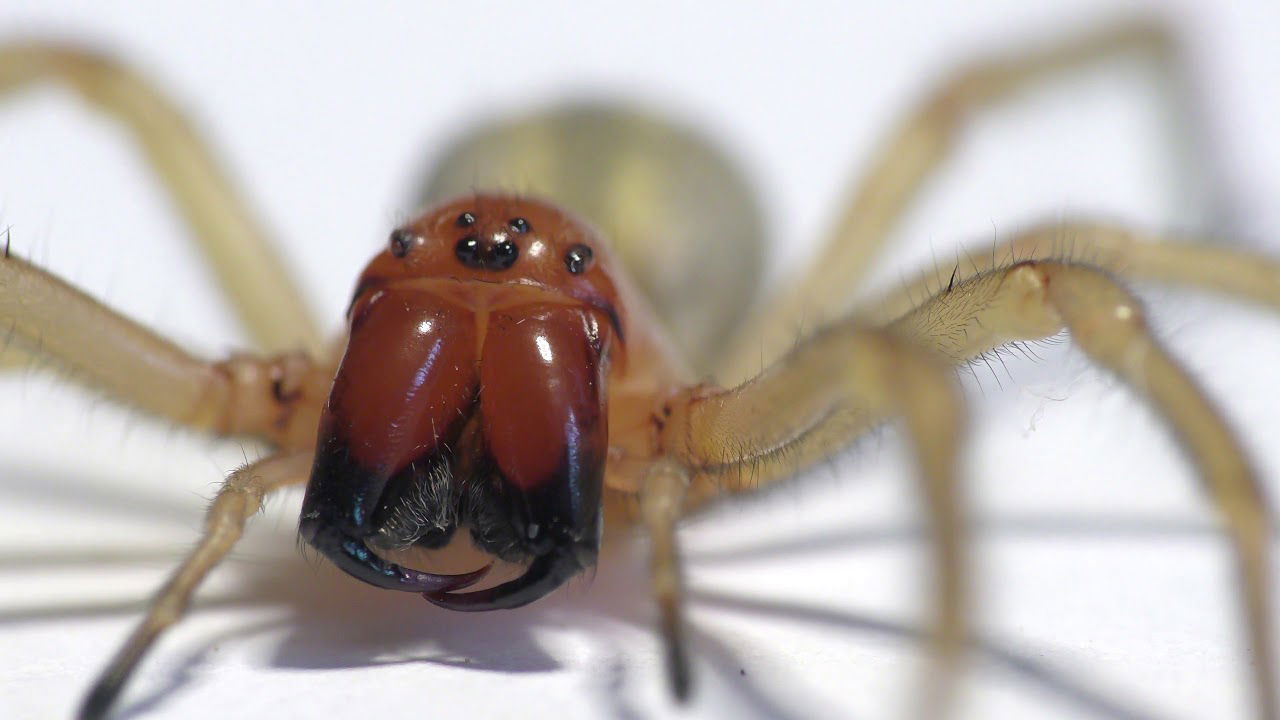 Der Ammen Dornfinger (Cheiracanthium punctorium)