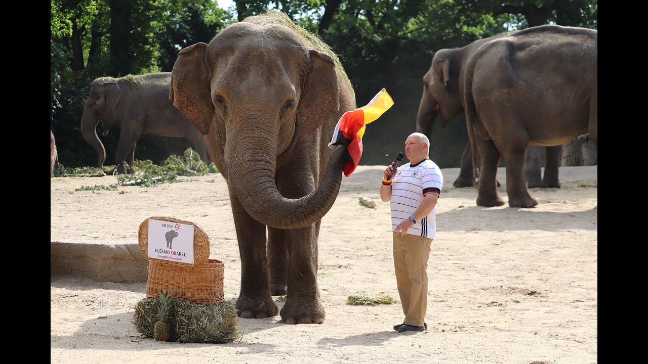 Deutschland gewinnt in LondonHagenbecks ElefanTORakel Yashoda sagt einen Sieg gegen England voraus.