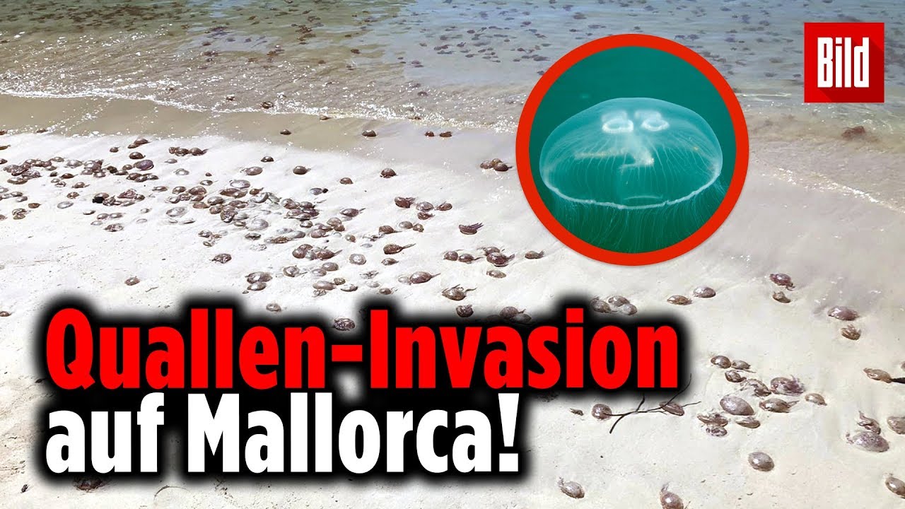 Quallen-Alarm auf Mallorca – Tausende Ohrenquallen an der Cala D’Or angespült
