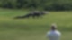 Giant Gator Walks Across Florida Golf Course | GOLF.com