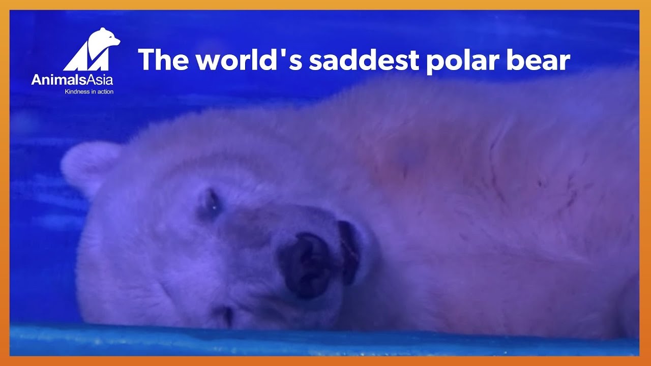 The tragic bear that suffers for selfies