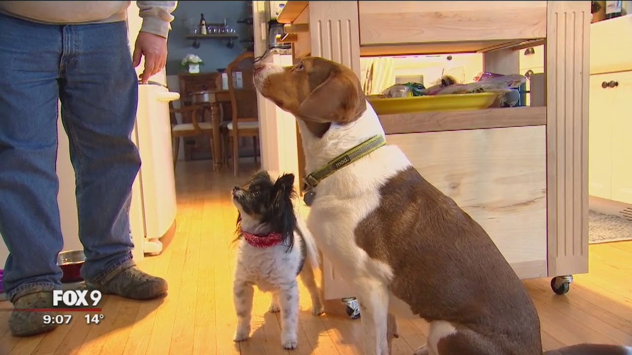 Dogs call 911 16 times in 30 minutes