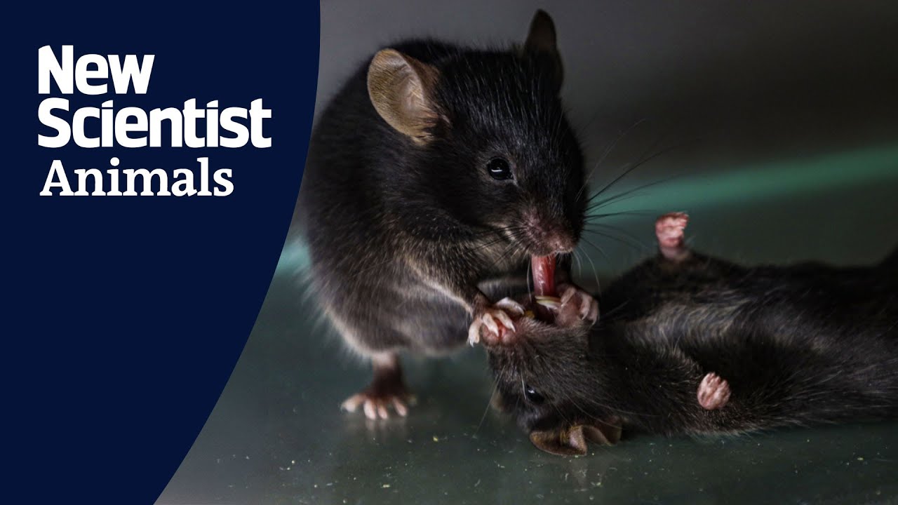 Mice seen giving 'first aid' to unconscious companions