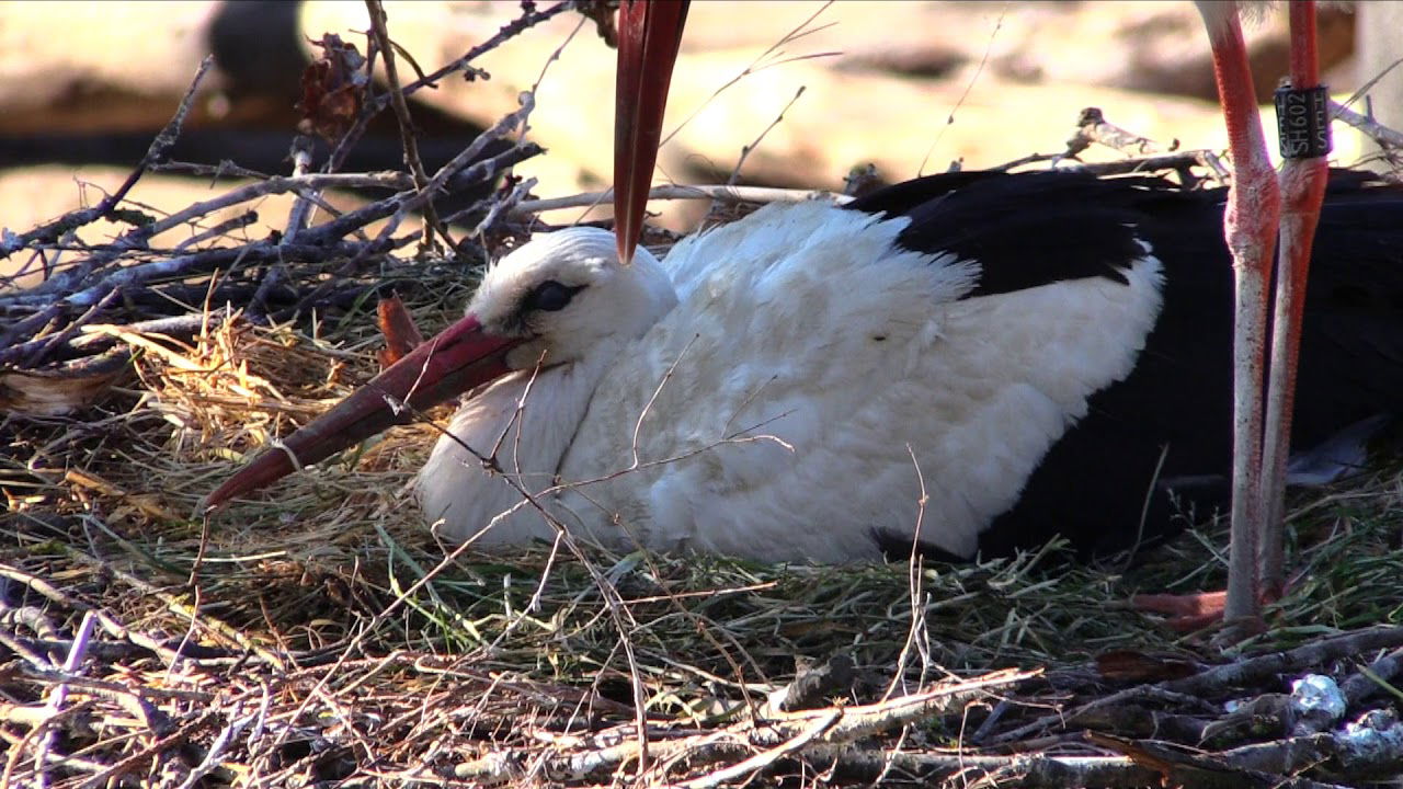 Störche „eröffnen“ ihren Teil der Elefantenanlage im Basler Zoo