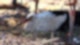 Störche „eröffnen“ ihren Teil der Elefantenanlage im Basler Zoo