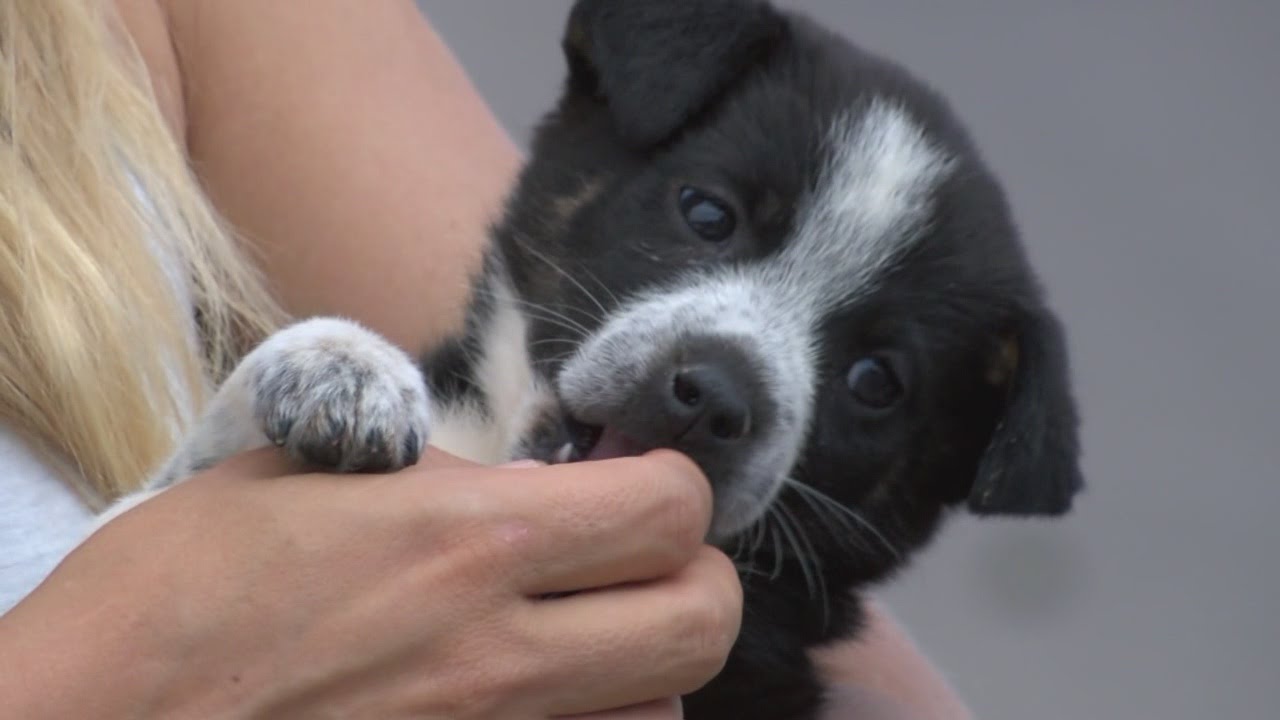 Albuquerque boy saves puppies dumped in a trash bag