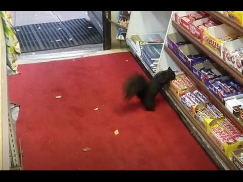 SQUIRREL STEALS CHOCOLATE BAR: Crunchie Caper