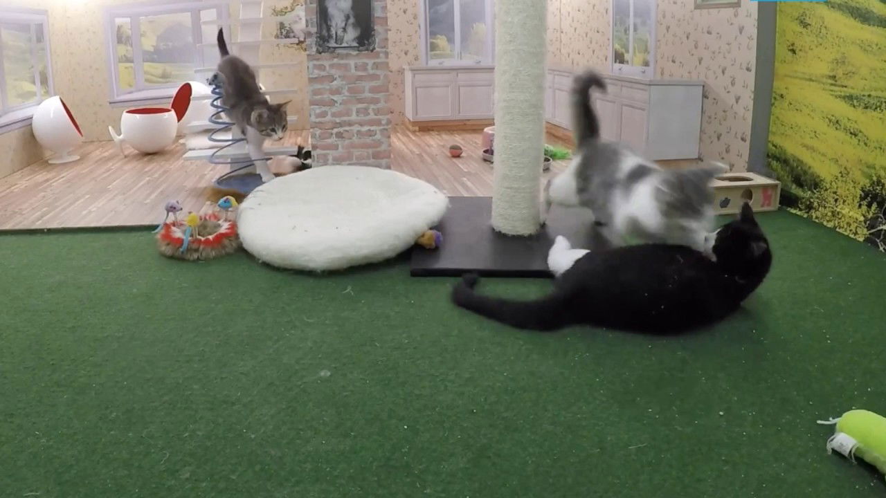 Best of Keeping up with the Kattarshians this week