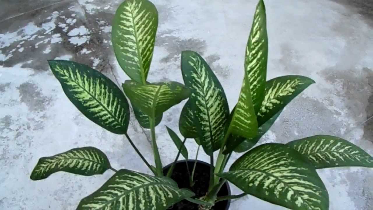 Dieffenbachia Amoena - Planta Venenosa