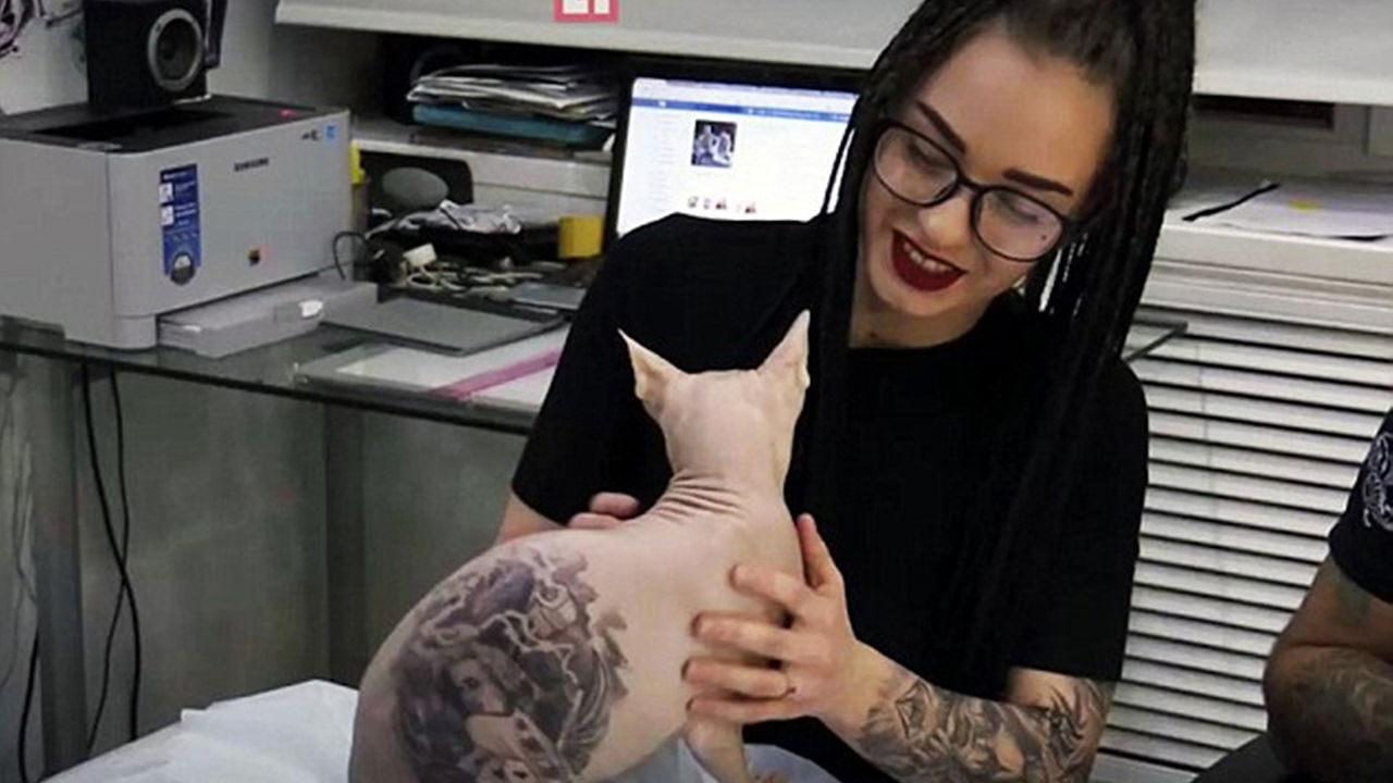 It's a cat-too!  hairless Sphynx cat four TATTOOS after dosing him up with pain killers