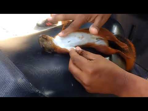 Giving CPR to Squirrel - 987214