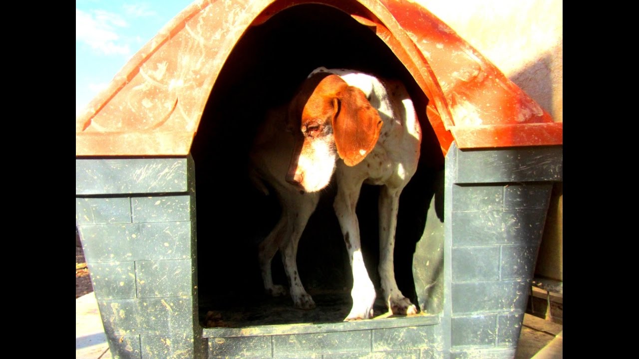 An abandoned dog - Repairing Tool