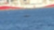 Viel mehr Spielraum: Delfin-Vergnügen im Bosporus