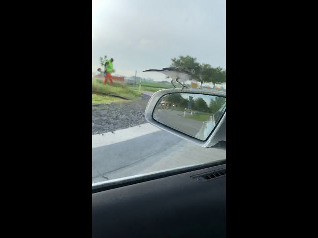 Wolfskehler Kreiselvogel! Bachstelze auf Außenspiegel