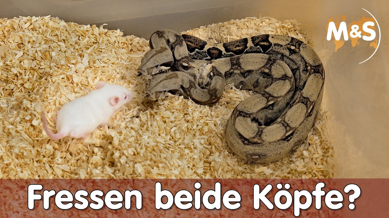 Zweiköpfige Boa / Hydra füttern | Fressen beide Köpfe? | Reptil TV