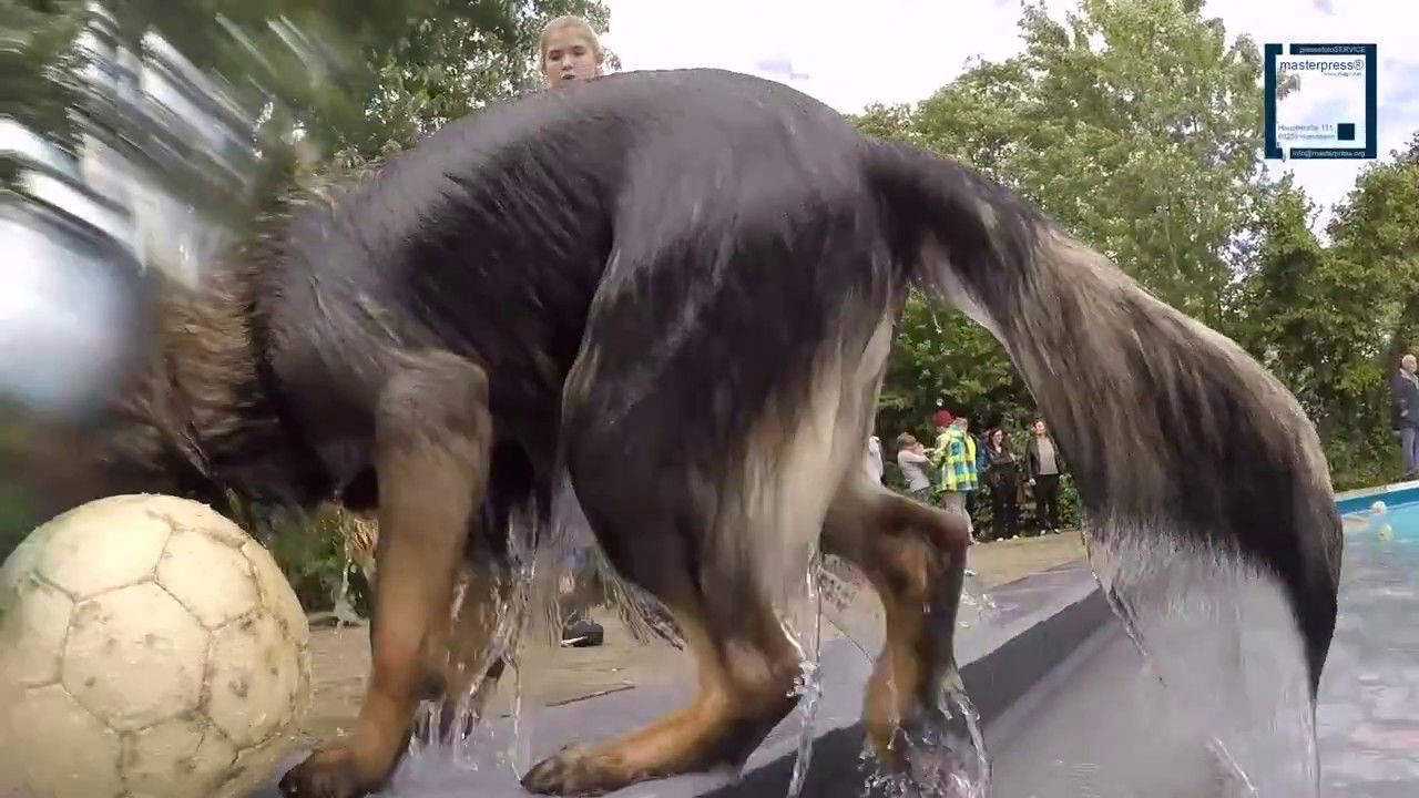Hunde schwimmen im Freibad