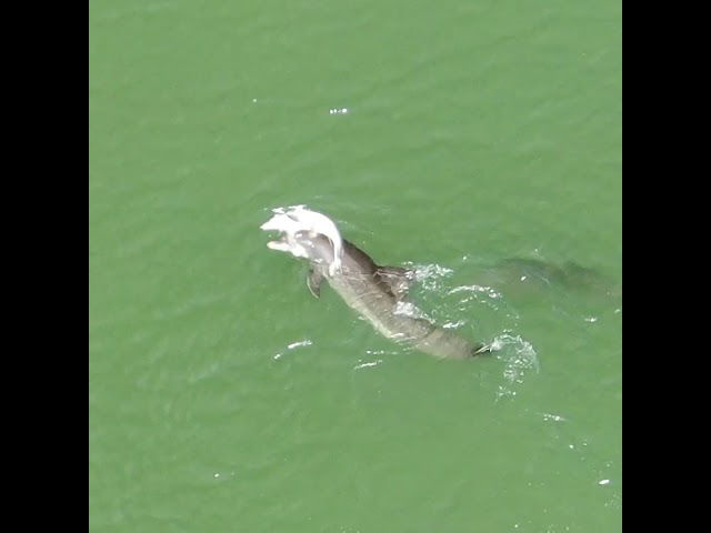 Grieving dolphin carrying her dead calf with her