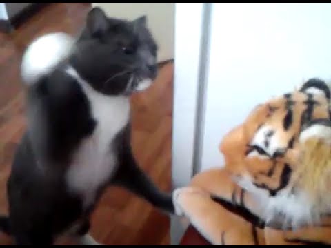Cat really hates this tiger