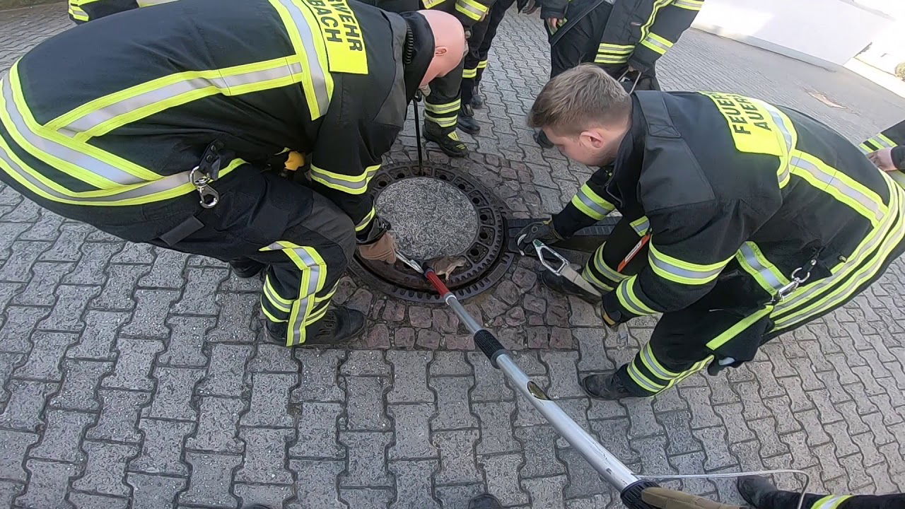 Ratte steckt im Gulli fest