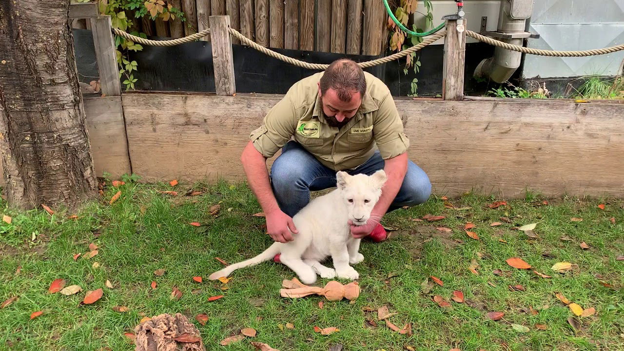 Löwenbaby "Lea" verlässt Landau