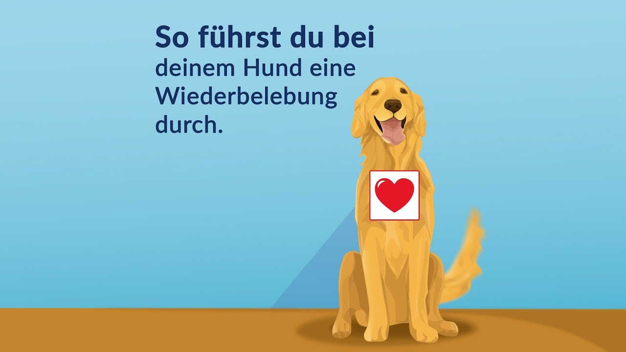 Erste Hilfe - So kannst du deinen Hund wiederbeleben!
