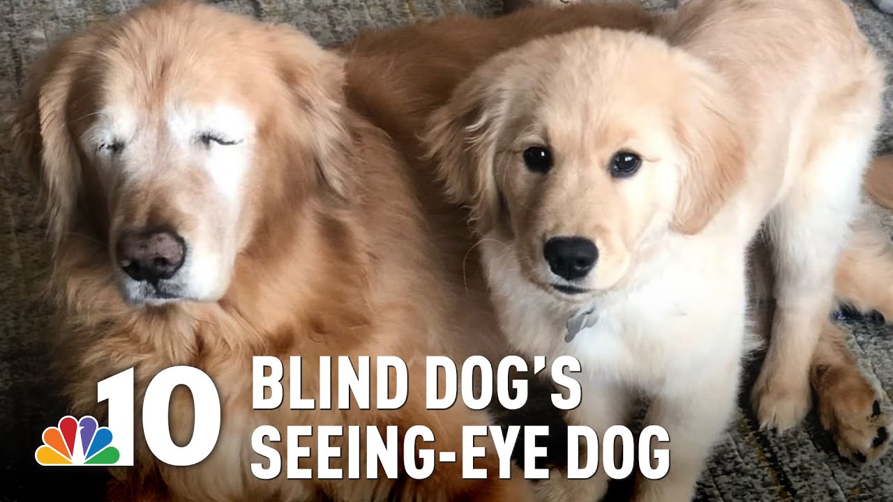 Blind Love: Golden Retriever Gets His Own 'Seeing-Eye' Puppy | NBC10 Philadelphia