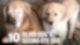 Blind Love: Golden Retriever Gets His Own 'Seeing-Eye' Puppy | NBC10 Philadelphia