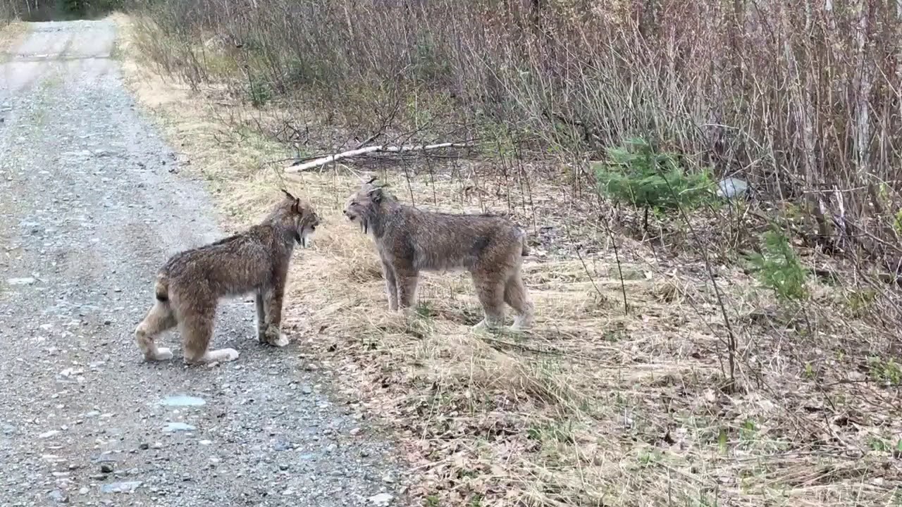 Two Lynx in Ontario Have Intense Conversation