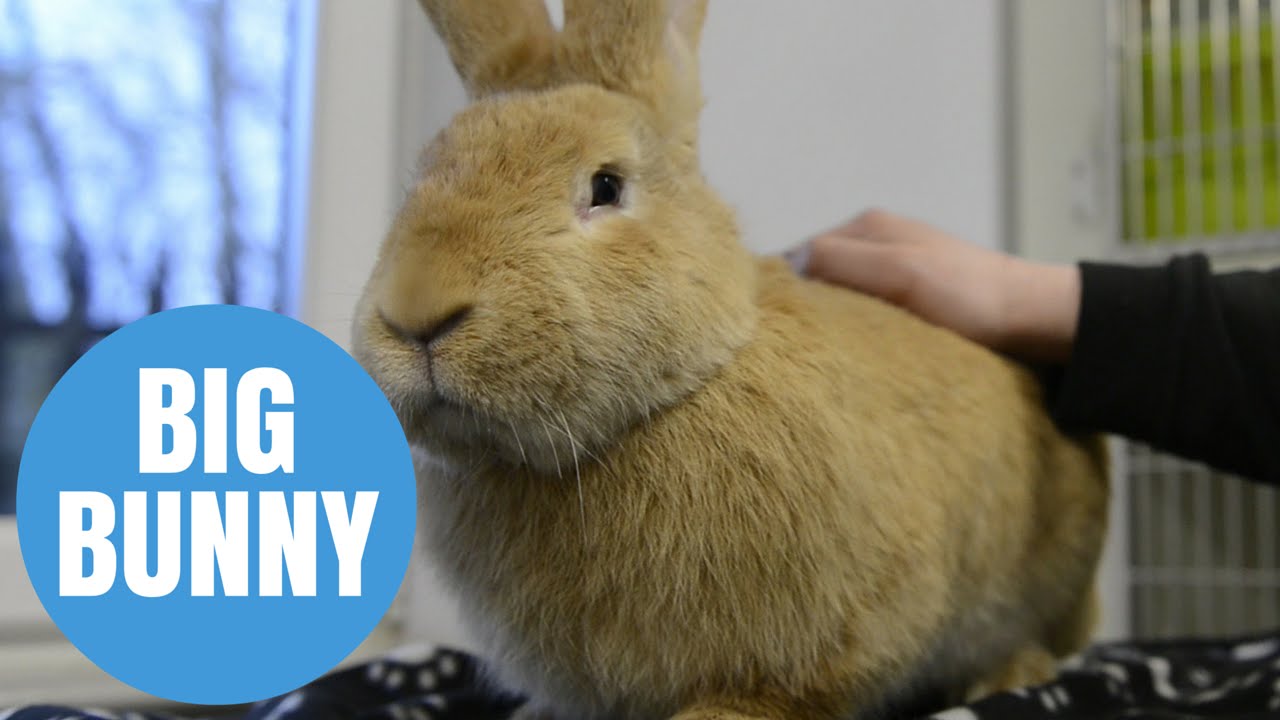 Atlas the massive bunny is looking for loving new home in Scotland