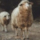 Das letzte Schaf - Teil 3